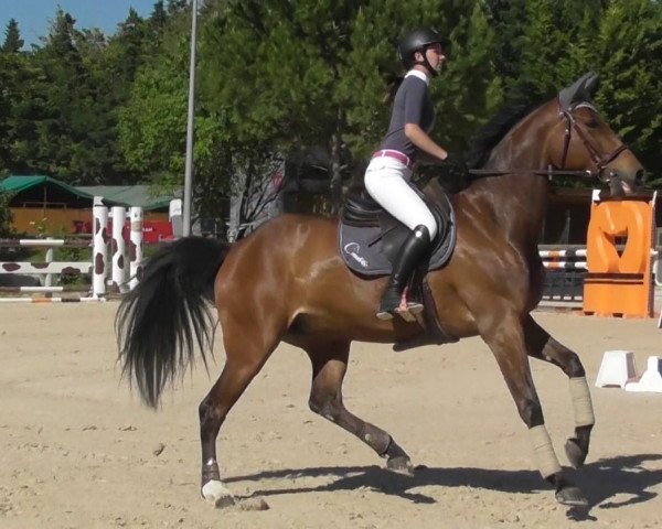 broodmare Qonstantine Batilly Z (Selle Français, 2011, from Quaprice Z)