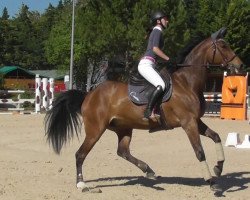 broodmare Qonstantine Batilly Z (Selle Français, 2011, from Quaprice Z)