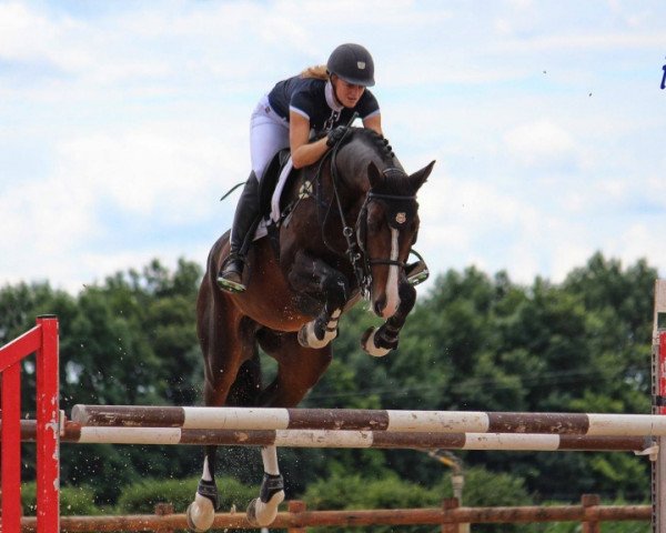 Springpferd Coppola Batilly (Selle Français, 2012, von L'Arc de Triomphe)