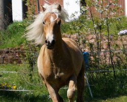 horse Amaro vom Eulental (Haflinger, 2014, from Amecello)