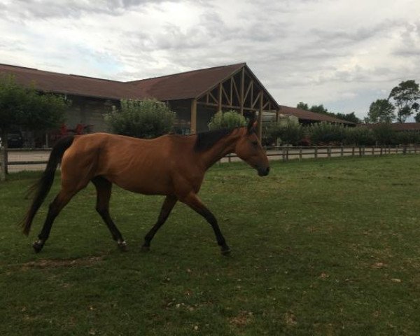 broodmare Nutsy de Batilly (Selle Français, 2001, from If De Merze)