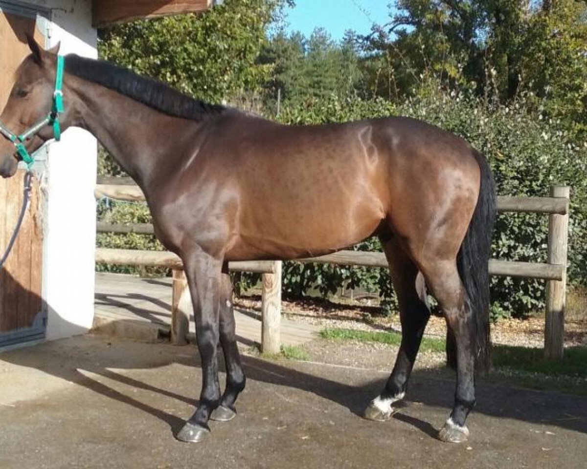 jumper Bon Perignon Batilly (Selle Français, 2011, from Quaprice Z)