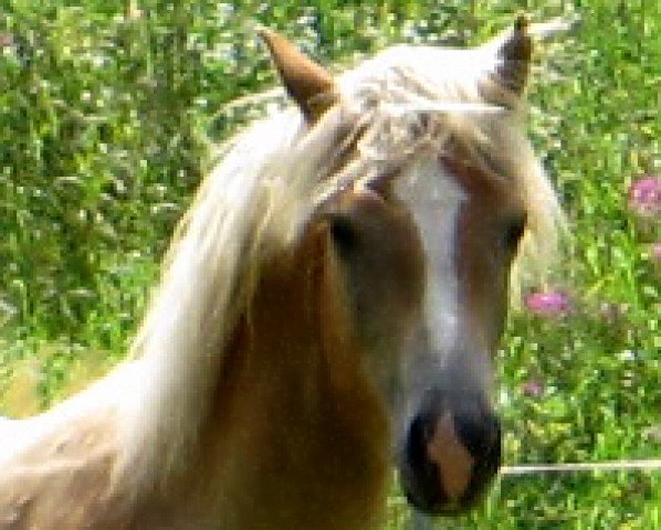 horse Mañana vom Eulental (Haflinger, 2011, from Arino)