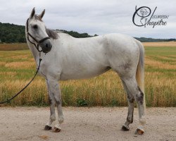 broodmare Chantilly Batilly (Selle Français, 2012, from Rissoa D'Ag Bois Margot)