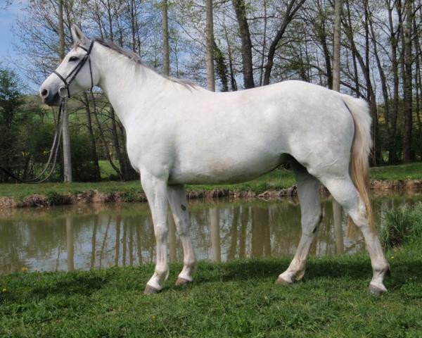 broodmare Ode du Challois (Selle Français, 2002, from Dollar du Murier)