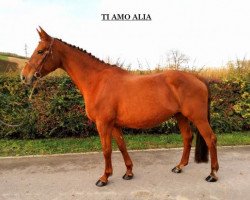 broodmare Ti Amo Alia (Selle Français, 2007, from Corofino I)