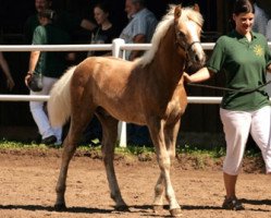 Pferd Amun vom Eulental (Haflinger, 2010, von Arino)