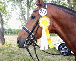 dressage horse Baileys on ice (Hanoverian, 2012, from Bonifatius)