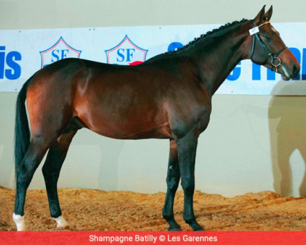 stallion Shampagne Batilly (Selle Français, 2006, from Quaprice Z)