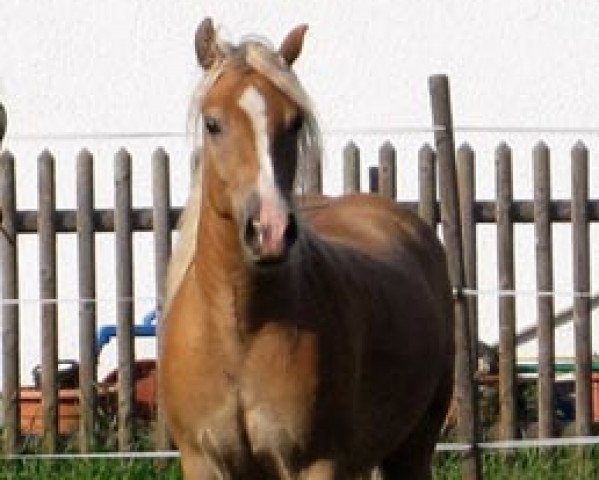 Pferd Anil vom Eulental (Haflinger, 2009, von Arino)