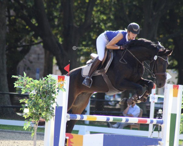jumper Clueso 21 (German Sport Horse, 2011, from Cantoblanco)