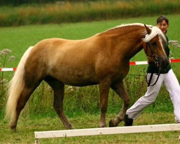 broodmare May vom Eulental (Haflinger, 2007, from Arino)