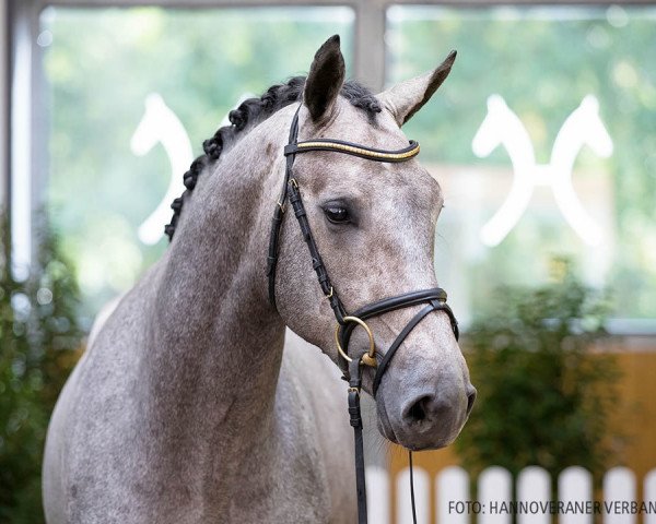 stallion Teglovnens Zir-Oculus (Hanoverian, 2018, from Zirocco Blue)