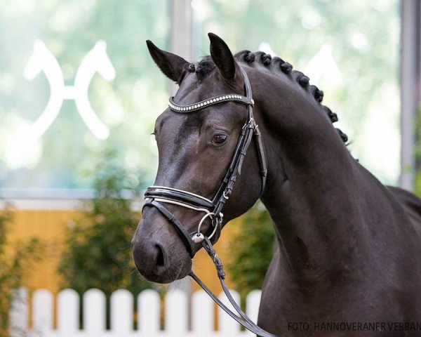 stallion Zenegro (Hanoverian, 2018, from Zinedream)