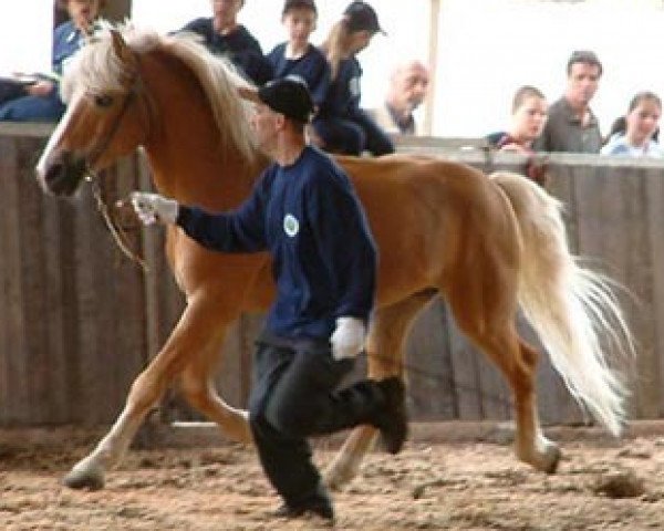 stallion Natino (Haflinger, 1988, from Nissan)