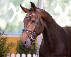 stallion Zinero (Hanoverian, 2018, from Zinedream)