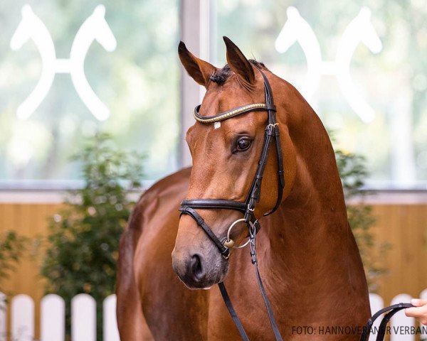 stallion Viviaro (Hanoverian, 2018, from van Gogh)