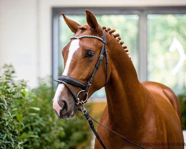 jumper Sammy Boy van 't Langeriethof (Hanoverian, 2018, from Stolzenberg)