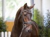 stallion Spreefeuer Dree Boeken (Hanoverian, 2018, from Stakkato Gold)