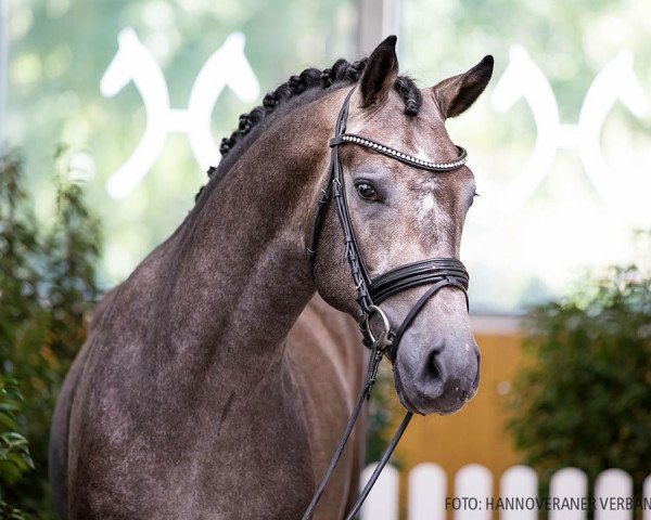 horse Hengst von Silvaner DC / Lasino (Hanoverian, 2018, from Silvaner D C)