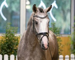 stallion Ogano's Edition (Hanoverian, 2018, from Ogano Sitte)