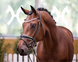 stallion Fs King Karl (Hanoverian, 2018, from Karajan)