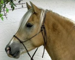 Pferd Nuno vom Eulental (Haflinger, 2005, von Natino)