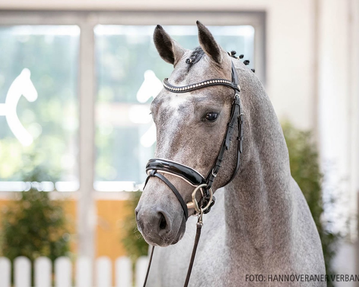 jumper Sonnenschein 65 (Hanoverian, 2018, from Grey Top)