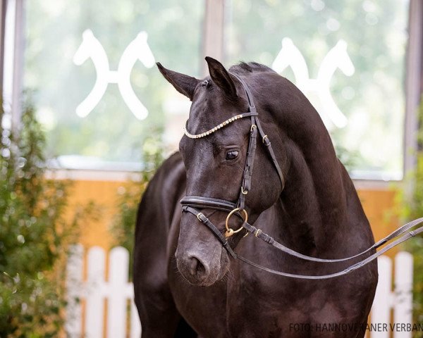 stallion Danish Dynamite (Hanoverian, 2018, from Diarado)