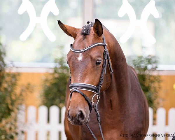 stallion Diavisto (Hanoverian, 2018, from Diamant de Semilly)