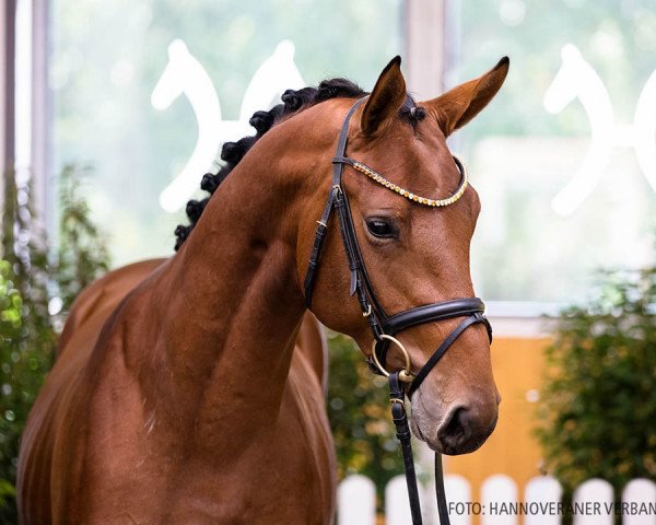stallion Diamant de Cador (Hanoverian, 2018, from Diamant de Plaisir 178 FIN)