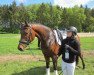 dressage horse Zirkon G (Oldenburg, 2011, from Zack)