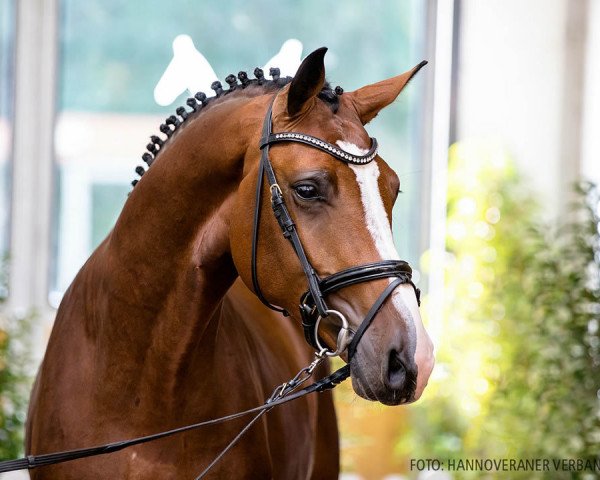 stallion Hengst von Chacoon Blue / Concetto (Hanoverian, 2018, from Chacoon Blue)