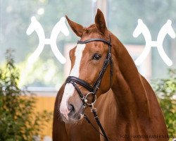 stallion Baldarco (Hanoverian, 2018, from Balou du Rouet)