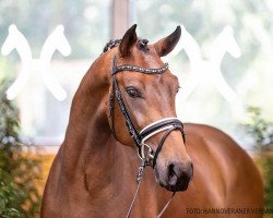 dressage horse Fläming 7 (Hanoverian, 2018, from For Dance)