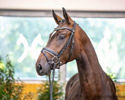 dressage horse Francesco 94 (Hanoverian, 2018, from Flanell)