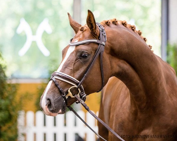 dressage horse Frankie (Hanoverian, 2018, from Tannenhof's Fahrenheit)