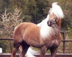 Deckhengst Alaska (Haflinger, 1998, von Alpenstern)