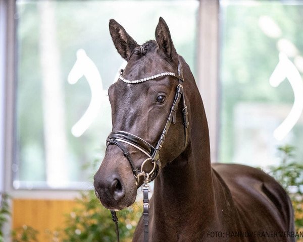 dressage horse Hengst von Don Martillo / Sandro Hit (Hanoverian, 2018, from Don Martillo)