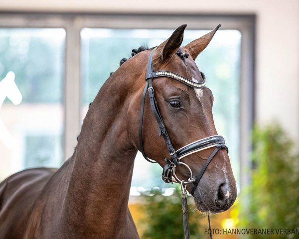 dressage horse Depaz (Hanoverian, 2018, from De Niro)