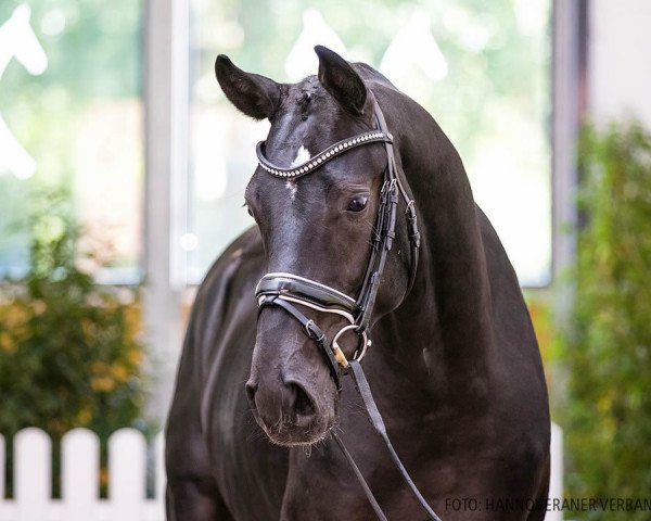 horse Doncier (Hanoverian, 2018, from Dancier)