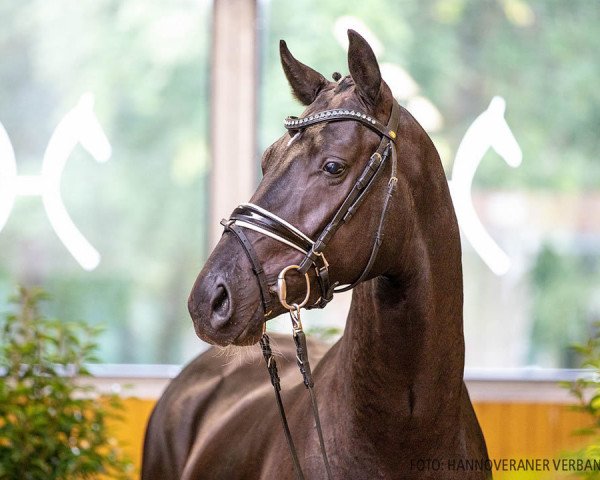 dressage horse Hengst von Dancier / Floriscount (Hanoverian, 2018, from Dancier)