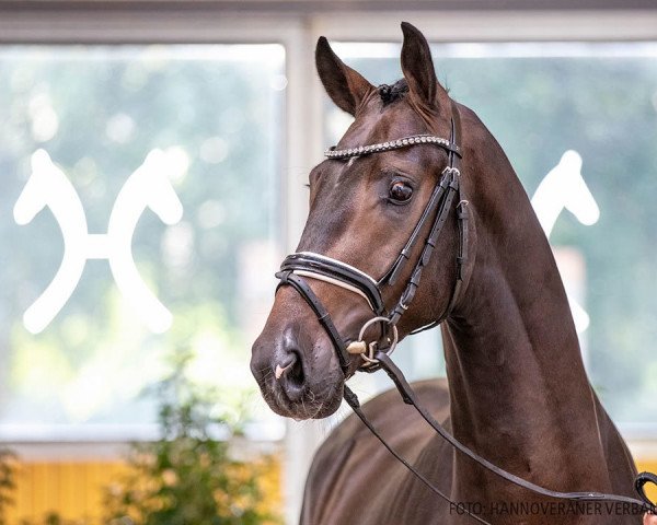 dressage horse Hengst von Borsalino / Hotline (Hanoverian, 2018, from Borsalino)