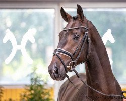 dressage horse Hengst von Borsalino / Hotline (Hanoverian, 2018, from Borsalino)