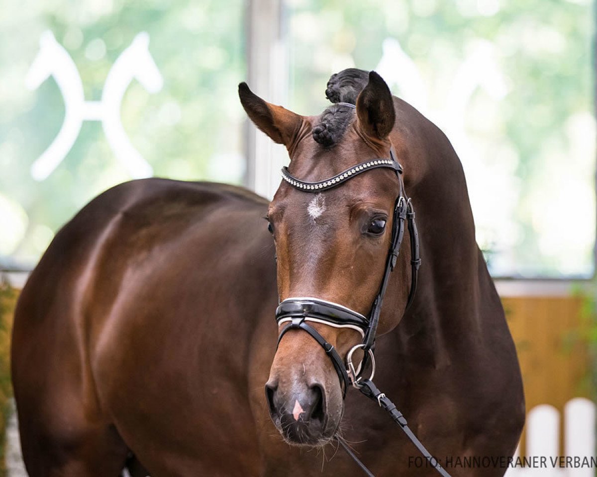 Dressurpferd Boss Hoss 8 (Hannoveraner, 2018, von Borsalino)