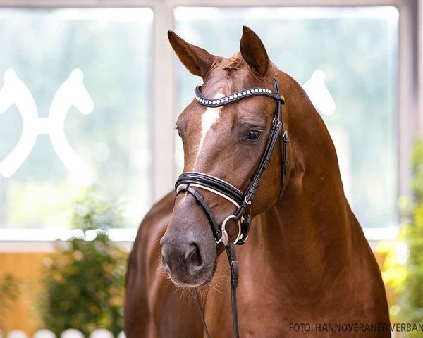 dressage horse Bon Ami II (Hanoverian, 2018, from Bon Coeur)