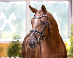 dressage horse Bon Ami II (Hannoveraner, 2018, from Bon Coeur)