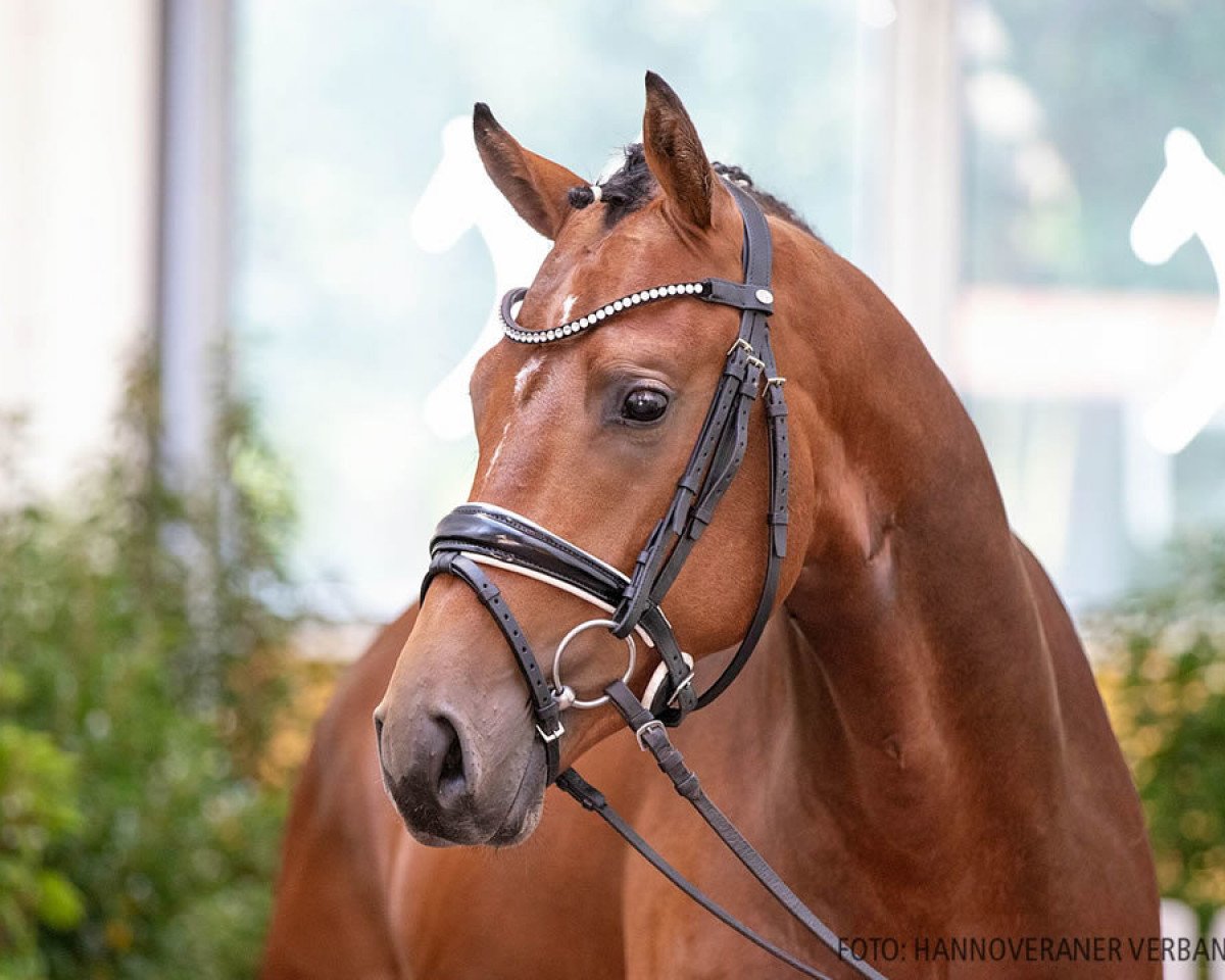 dressage horse Best Buddy 17 (Hanoverian, 2018, from Bob Marley 10)