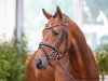 dressage horse Best Buddy 17 (Hanoverian, 2018, from Bob Marley 10)