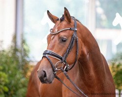 dressage horse Best Buddy 17 (Hanoverian, 2018, from Bob Marley 10)